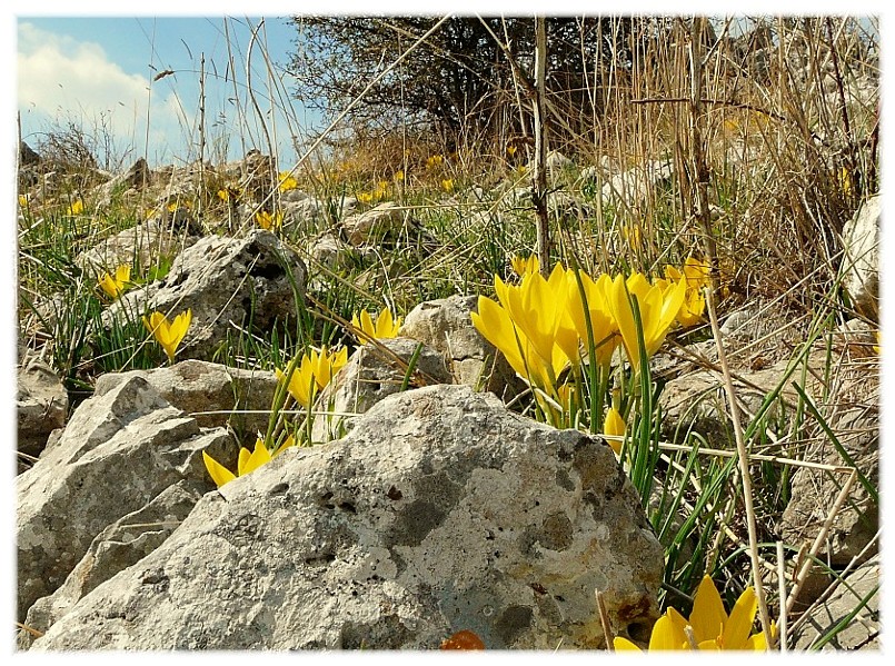 Sternbergia lutea(Cyclamen hederifolium, Biarum tenuifolium)